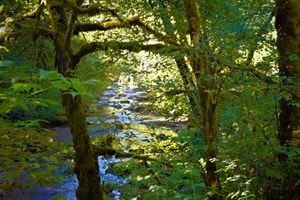 Oregon State Land Board Votes to Sell Elliott State Forest