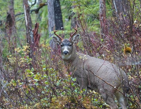 Muskegs, Rain Gear and Passing on Bucks