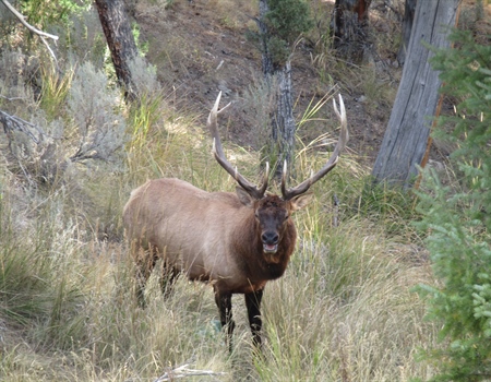 That's No Bull: Colorado Over the Counter (OTC) Unit Elk Hunting