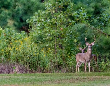 HB 1003 Seeks to Limit Public Feedback in Natural Resource Management