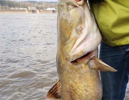 Protecting Kentucky’s Trophy Catfish: Why House Bill 397 Matters Now