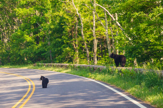 Virginia HB 597 Tried to Build a Permanent Funding Stream for Virginia’s Wildlife Corridors