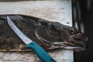 The Tongass: A Truly Wild Place I Call Home