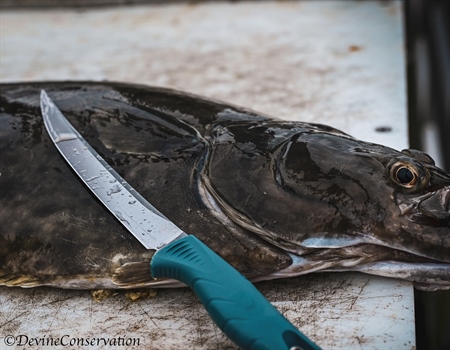 The Tongass: A Truly Wild Place I Call Home