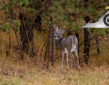 Sunday Hunting Bill in Maryland Needs Your Support