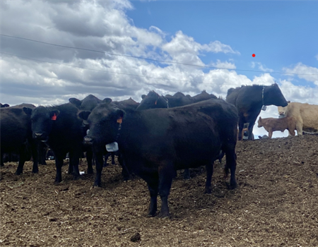 Is That Cow Wearing a Collar?