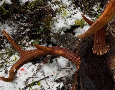 The Tongass Forest Plan Revision:  A Critical Opportunity for the Nation’s Largest National Forest and Wildly Productive Public Lands