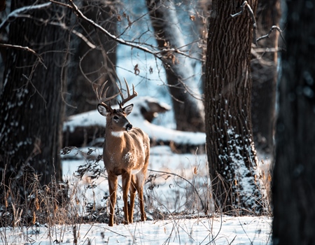 Missouri BHA 2026 Legislative Scouting Report