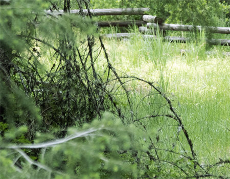 California Approves 2nd Bear Tag