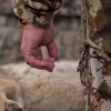 Texas BHA Position Statement – Mountain Lion Harvest Reporting