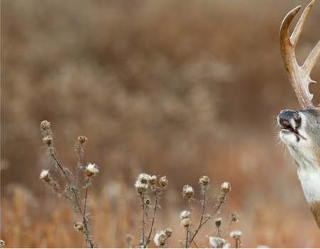 Iowa Chapter to Offer Nonresident Deer Tag