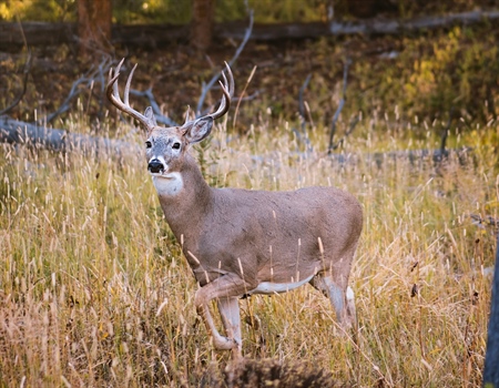 BHA Pennsylvania Opposes SB 857: A Threat to Landowners, Access, and Our Outdoor Economy