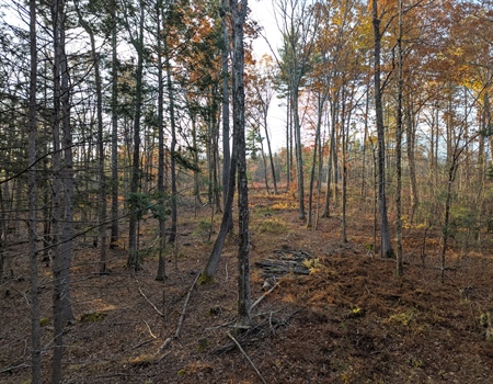 A Balanced Vision for Massachusetts: BHA New England Supports MassWildlife's Updated Habitat Goals