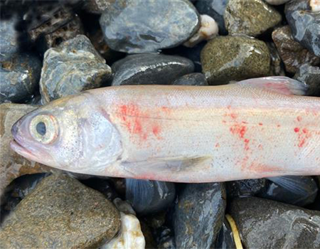 Fish Health in Alaska Pint Night at  Double Shovel Cider Co.
