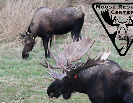 The Alaska Chapter and ADF&G Partner For Kenai Moose Health Study Outreach