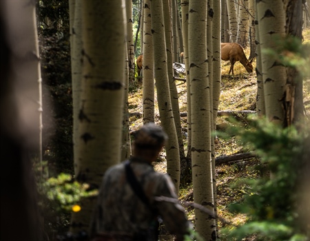 Attorney General Opinion Sparks Calls for Reform of New Mexico's Big Game Tag Quota Law