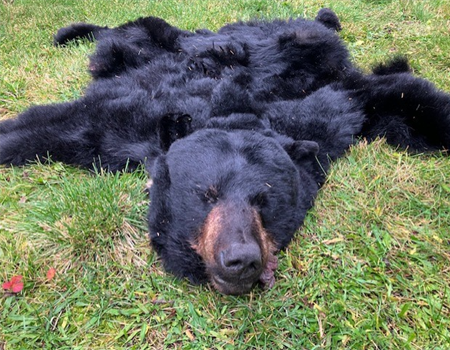 Black Bear Harvested with Copper Ammo