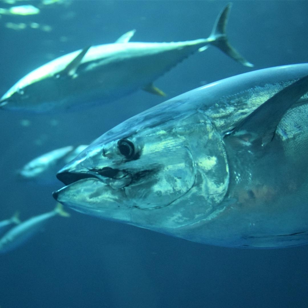 Tuna_Instagram.jpg