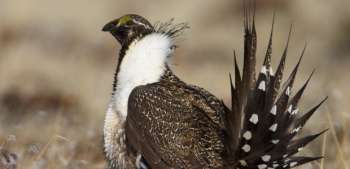 greatersagegrouse