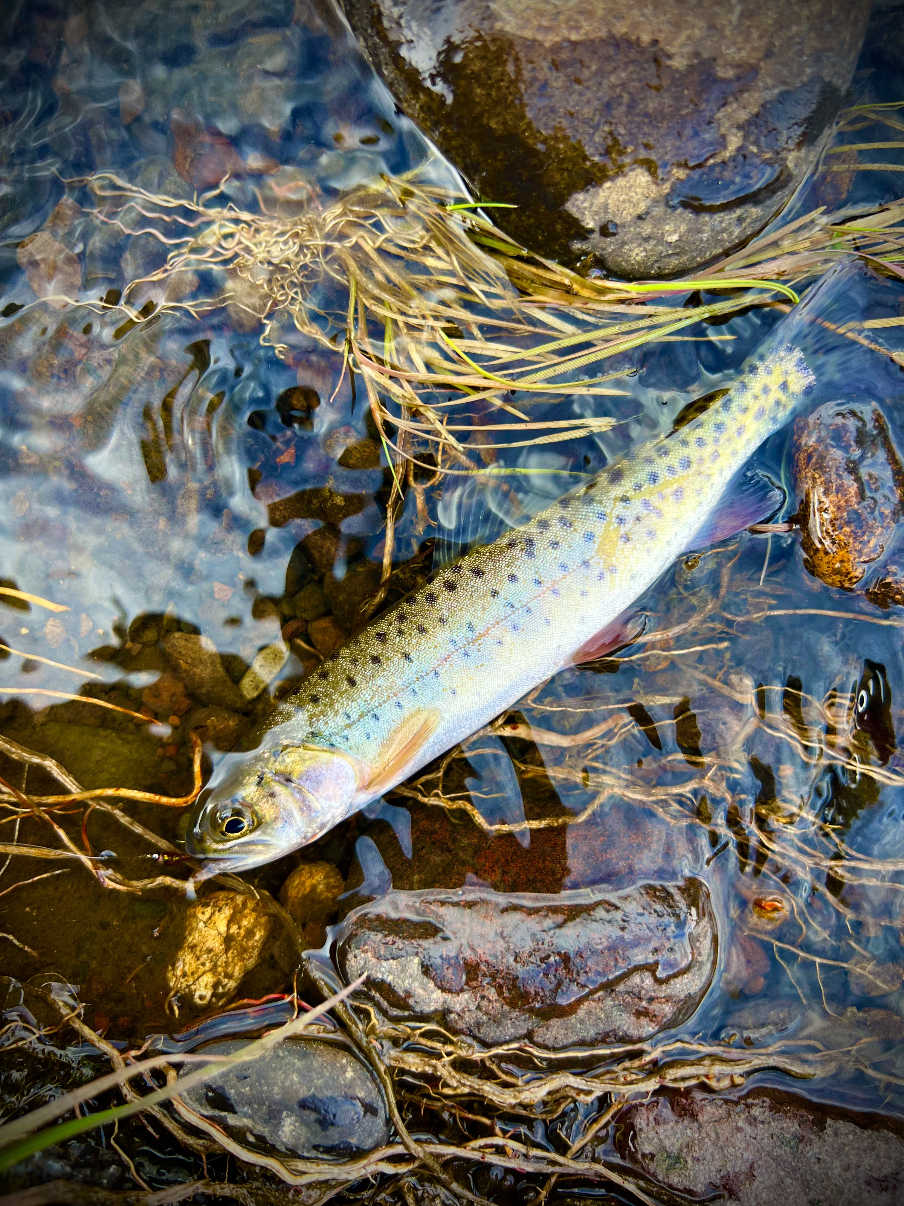 cutthroat cutthroat