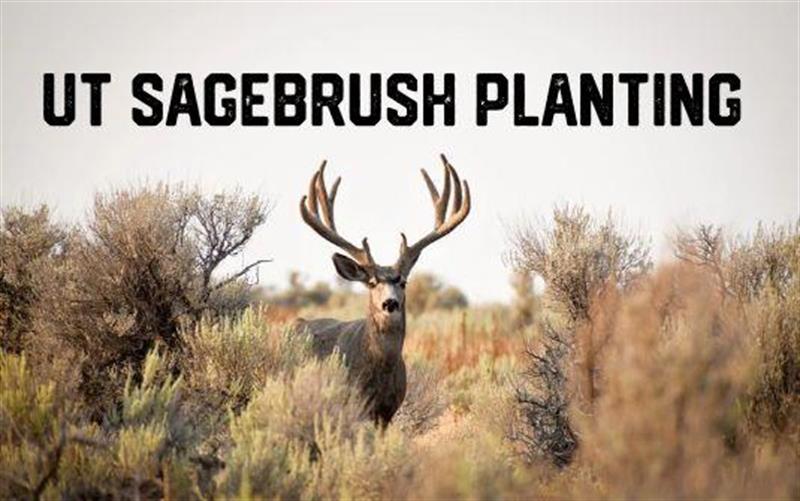 /Portals/0/NADevEventsImages/SagebrushPlanting_600.jpg