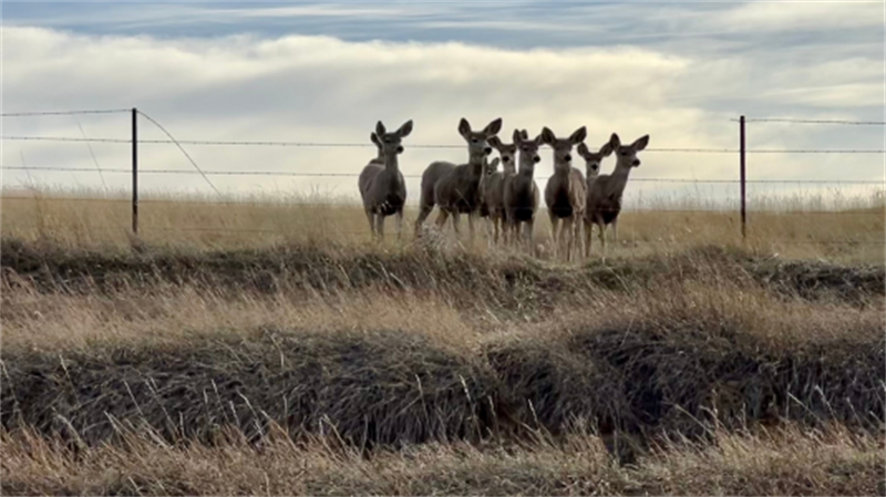/Portals/0/NADevEventsImages/deerfence_600.png