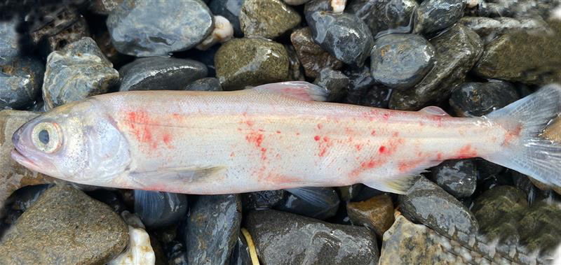 Sockeye salmon smolt with signs of disease Sockeye salmon smolt with signs of disease
